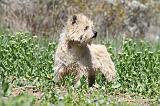 CAIRN TERRIER 258